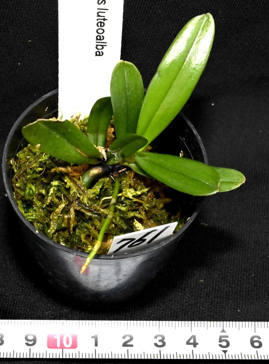 洋蘭原種 (761) Aerangis luteoalba エランギス ルテオアルバ