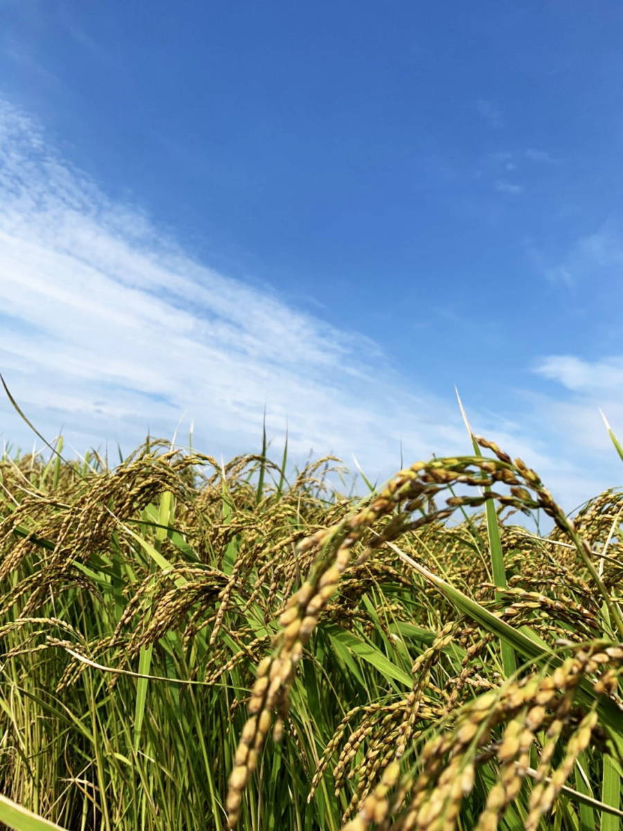 令和４年度米/石川県能登産こしひかり/精米２0kg/世界農業遺産認定地域