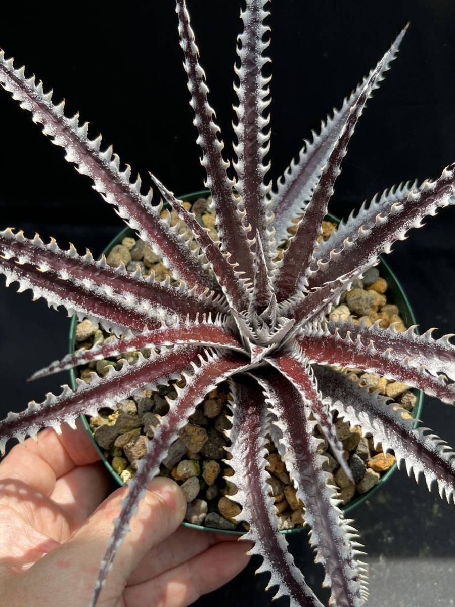 ディッキア Dyckia 'Heaven & Hell x 'Arizona' clone # 52 from US