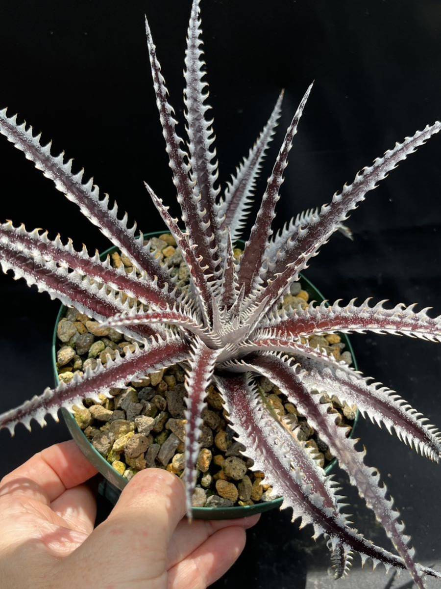 ディッキア Dyckia 'Heaven & Hell x 'Arizona' clone # 52 from US