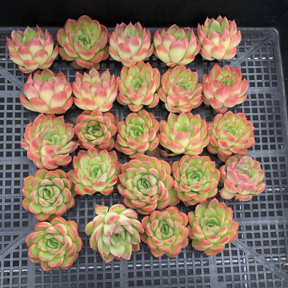 多肉植物24個 0711-D134 Echeveria Moon Bright エケベリア カット苗