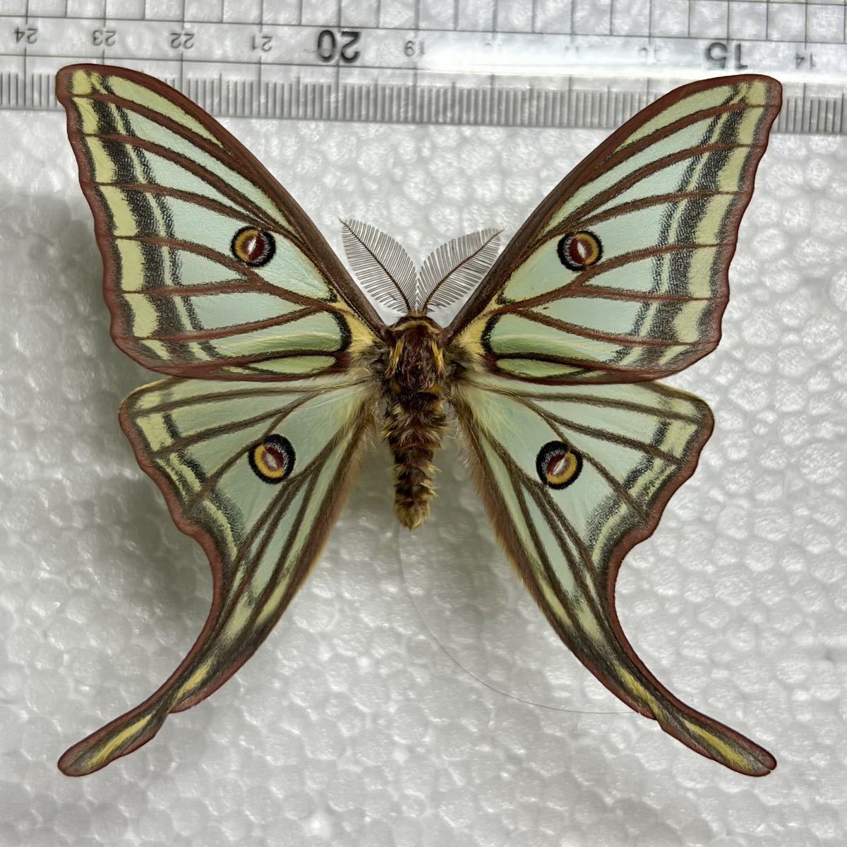 蛾 標本 イザベラミズアオ 学名：Graellsia isabellae ⁄ Spanish Moon