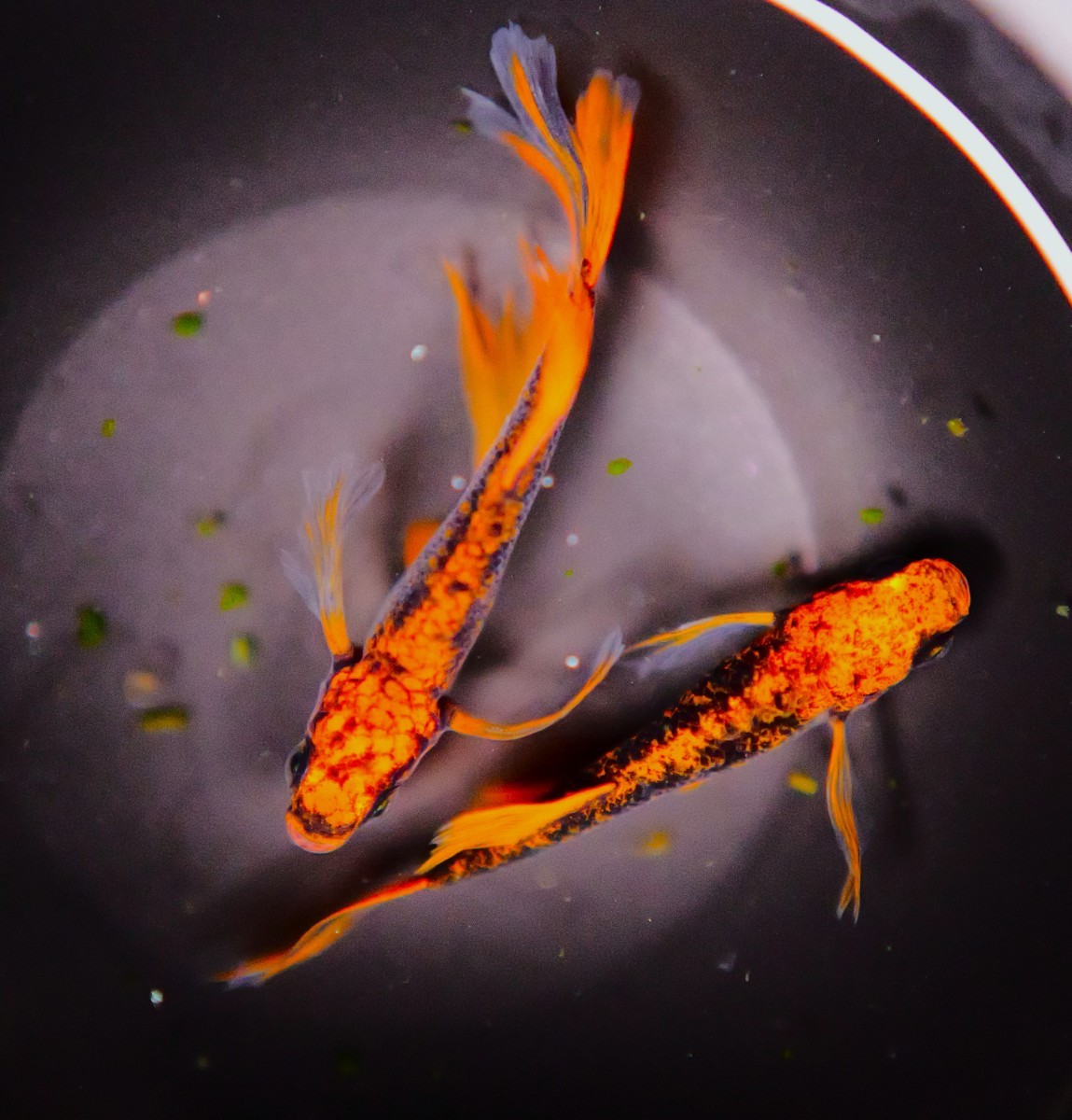 【香めだか】現物出品 動画あり 究極種親 *竜章鳳姿* 1ペア 星田めだか様　血統 X4 ☆ ミッドナイトフリル コブラ