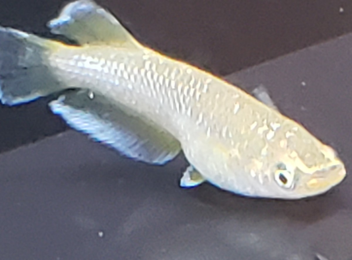 五式ブラックダイヤキッシング2ペア　MARIMOYA様ブリード個体からのF1 黄色系個体　ミッドナイトフリル　レッドクリフ　和墨　エンペラー