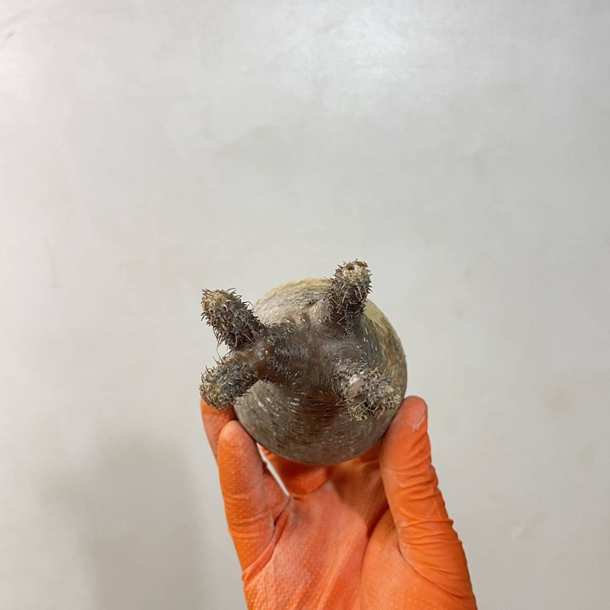 グラキリス パキポディウム ベアルート 抜き苗 Pachypodium 「塊根植物 