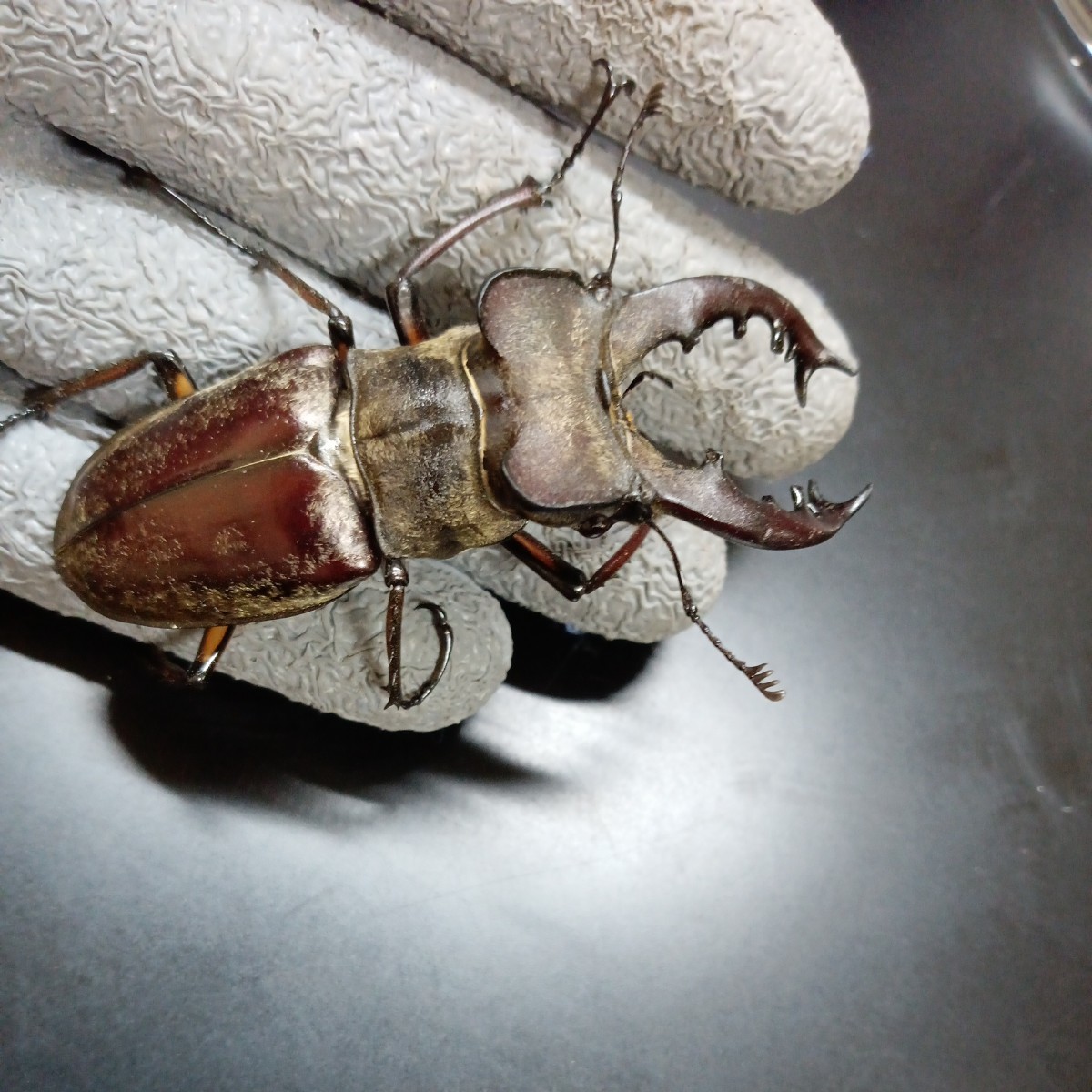 Yahoo!オークション - 北海道産ミヤマクワガタ特大♂74.4mm～71.7m