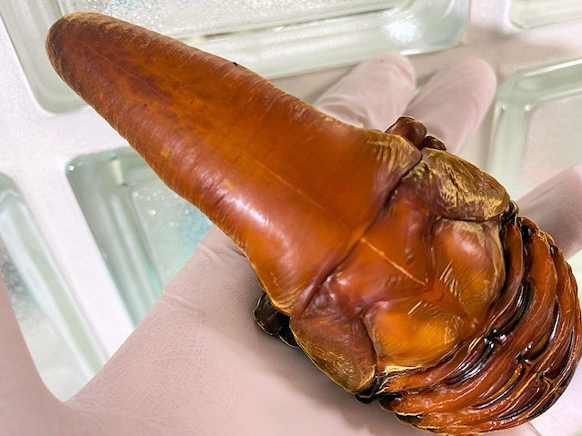 パチセラスメテオ血統Z♀（F8.Sライン・7/17後食開始）68-70mm ※即決なくても大丈夫！極太遺伝子引き継ぎノーマルタイプ♂１頭プレゼント