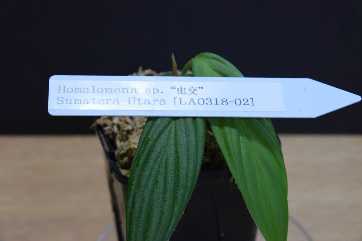 Homalomena sp.Sumatera Utara LA0722 タグ付き MR GR さん正規タグ付き Homalomena sp. “蛟” Sumatera Utara LA0318