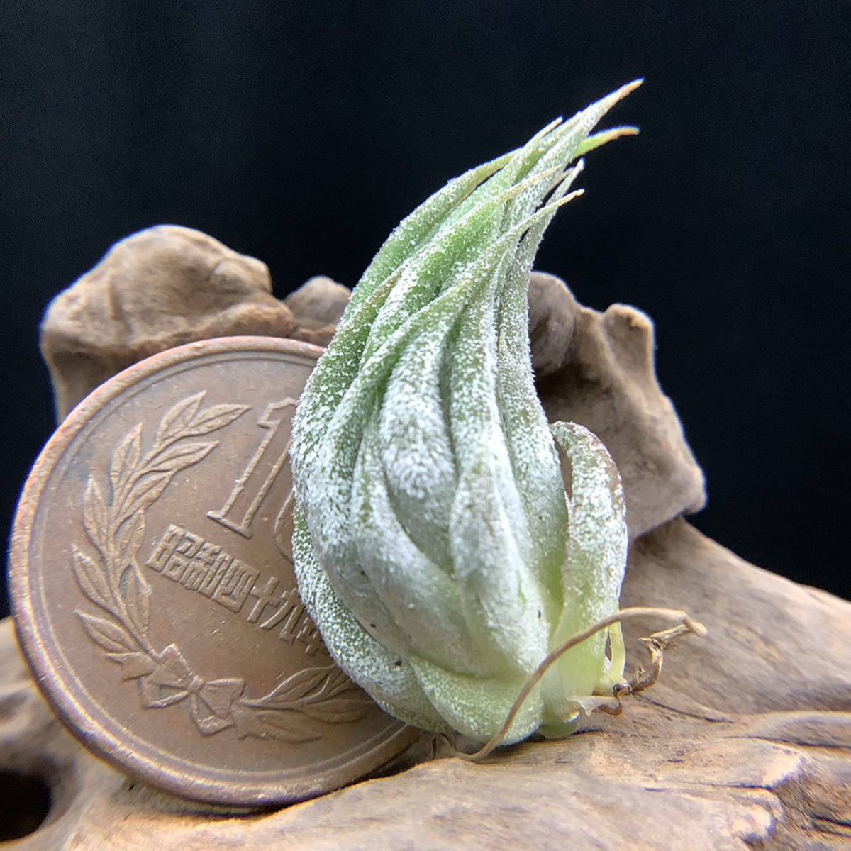 Tillandsia ionantha 'Haselnuss' Koehres 【公式通販】