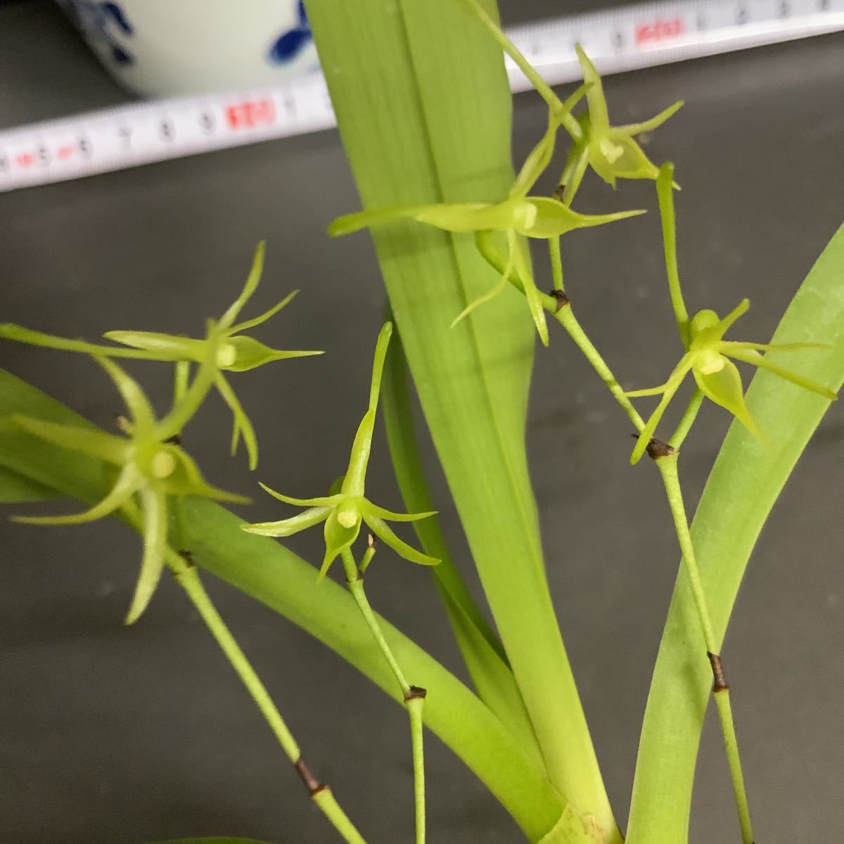 (^。 ^)(9928)洋蘭原種，Angraecum calceolus，