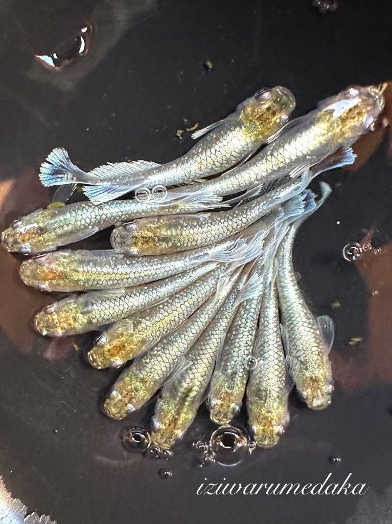 ★イジワルめだか★e【現物】エメキン/マリアージュキッシングワイドフィン(エメラルドフィンタイプ) オス7 匹 メス5匹 産卵中