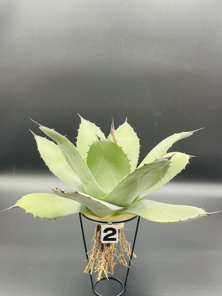 2. アガベパリー Agave parryi 実生株 抜き苗 おきのえらぶ島産 (W=約
