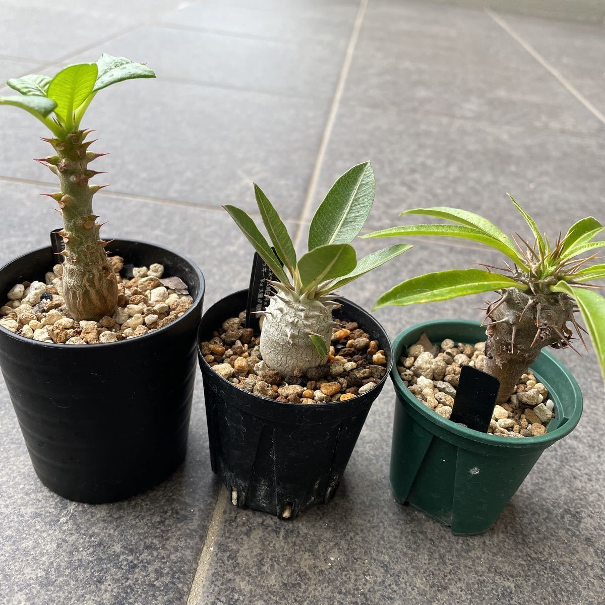 パキポディウム | ウィンゾリー windsorii ～perfect Pachypodium var