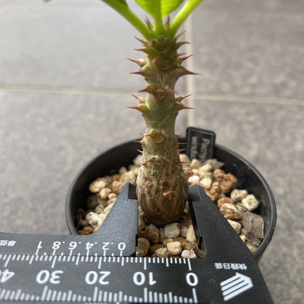 パキポディウム | ウィンゾリー windsorii ～perfect Pachypodium var