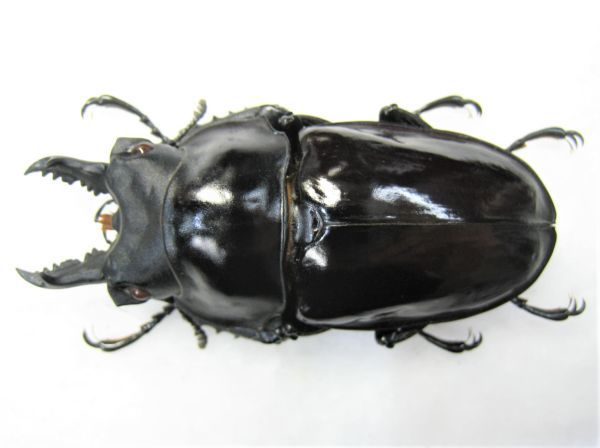 【標本】特大 ギガンテウスマルバネクワガタ（ベトナム北部YenBai）♂69.1ミリ