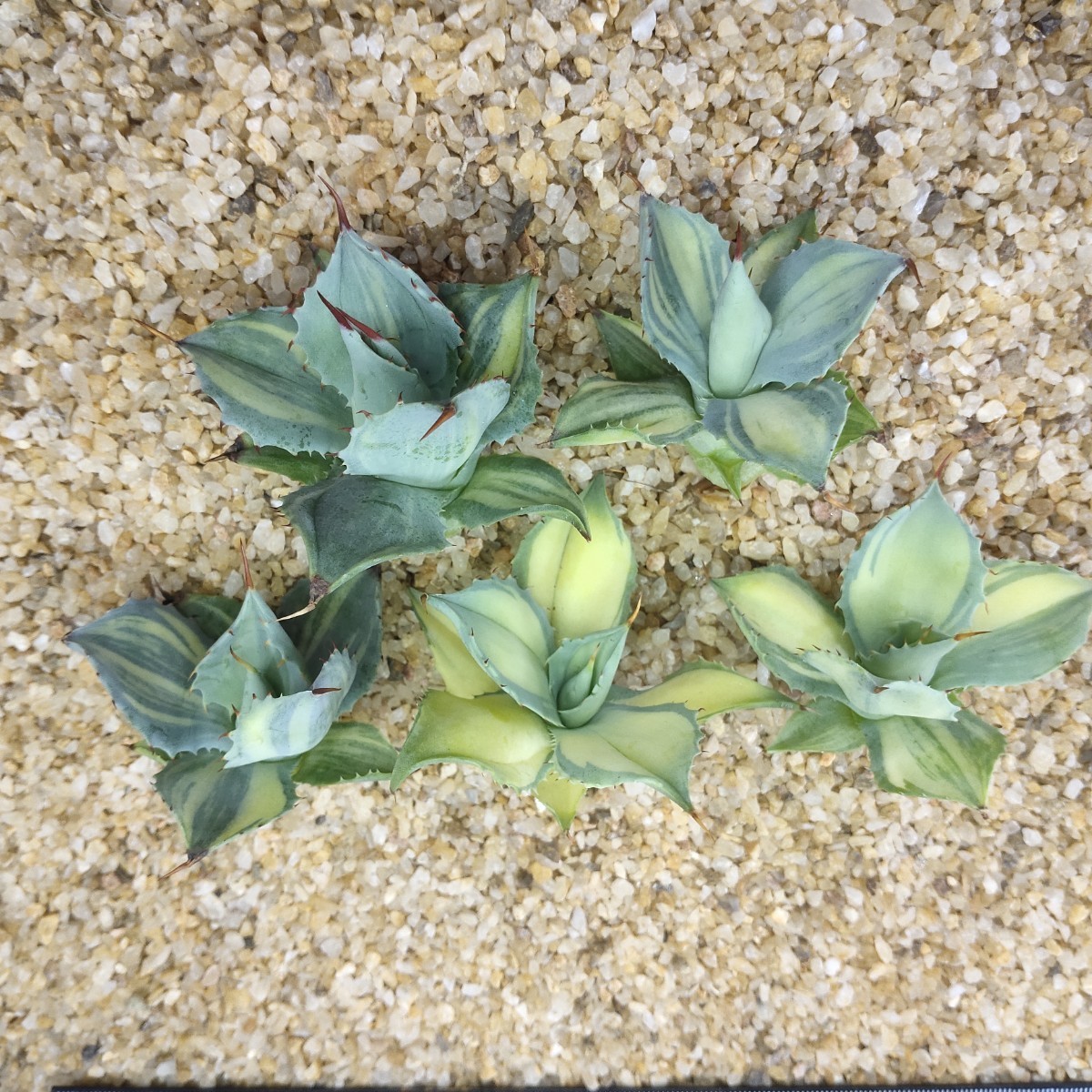 A58 アガベ チタノタ agave フェロックス 精選極上子株5株同梱 強棘 狂刺 検) シーザー SAD 白犀牛 包心龍 清櫻 悪魔 暴牙 狼人 黒鯨