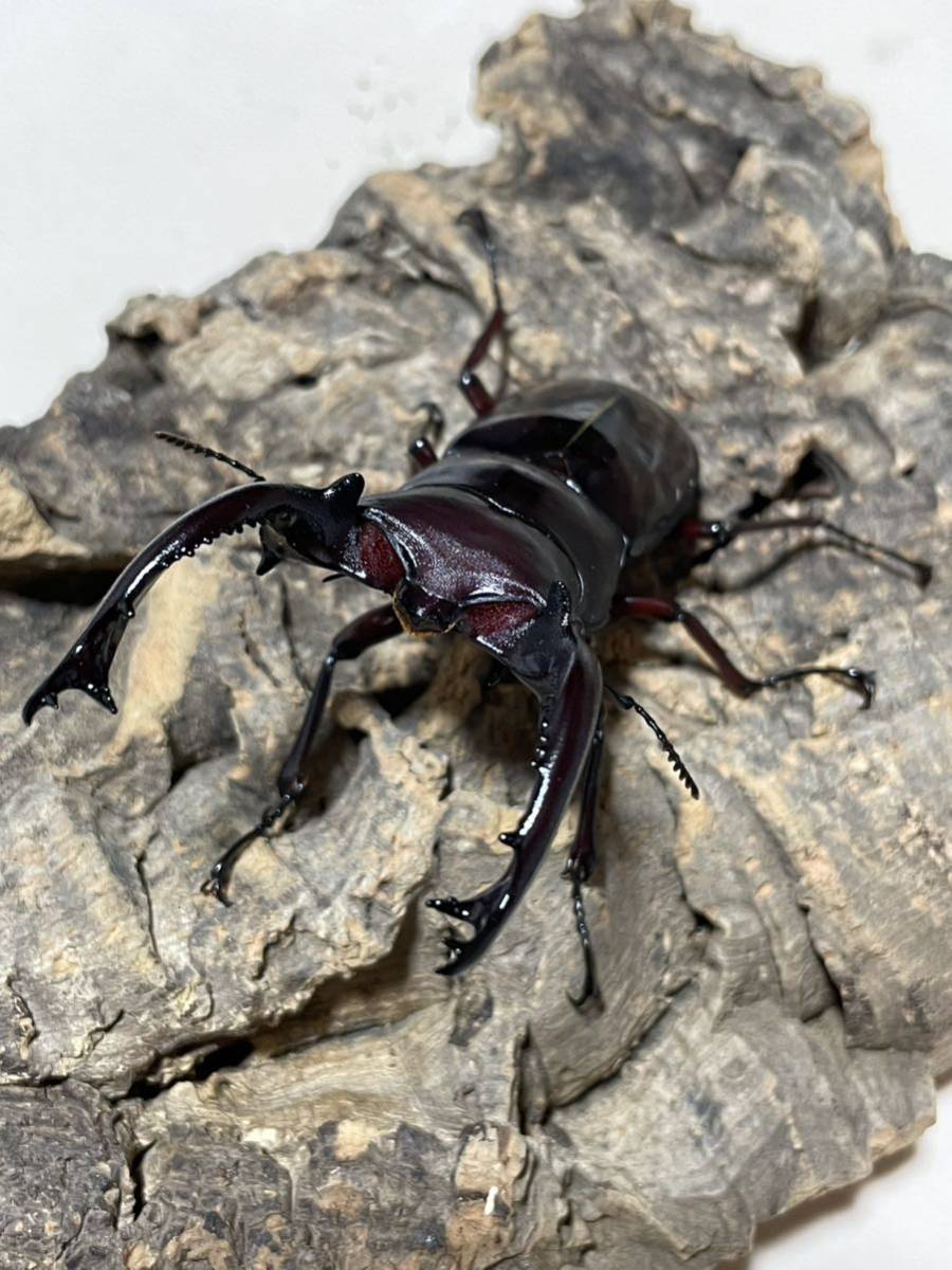 フォルスター 原名亜種 F2(CB) ♂80+mm、♀45mm ペア ※平日発送限定