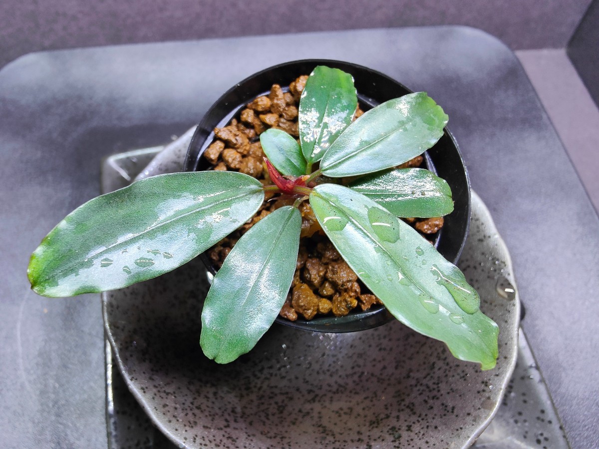 ブセファランドラ シンタン TB便 ☆Bucephalandra Bucephalandra