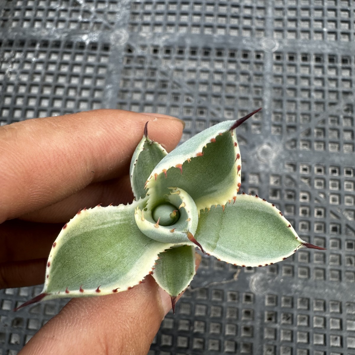 観葉植物 アガベ パリー トランカータ オリザバ orizaba 取り立て極上