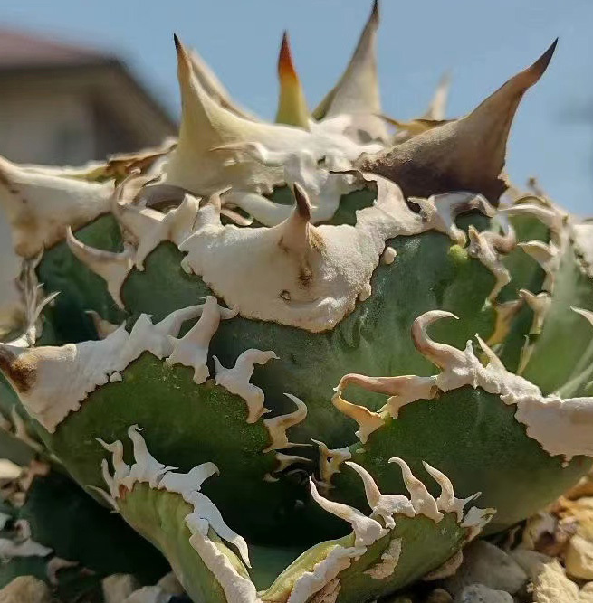 アガベ チタノタ 緑犀牛（Green）超レア種優良血統WW39/検 シーザー 悪魔くん ハデス 清櫻 SEO