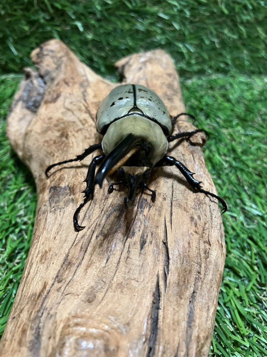 ◇即決時おまけ♀付！大型美白！元祖スーパーホワイト血統／DA85系