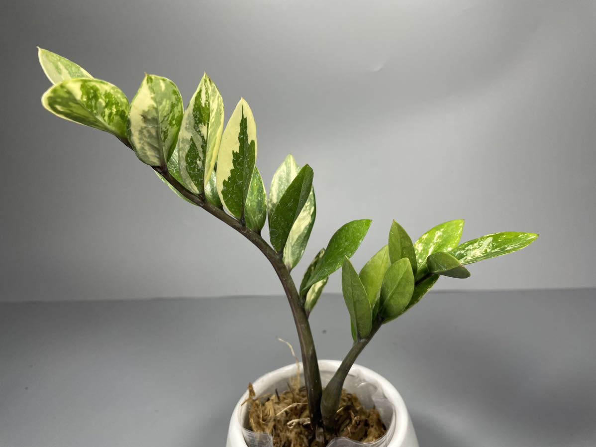 484」ザミオクルカス ザミーフォリア 斑入りZZ plant Variegated