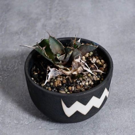 アガベ チタノタ ハデス Agave Titanota Hades 胴切り子株 台湾産