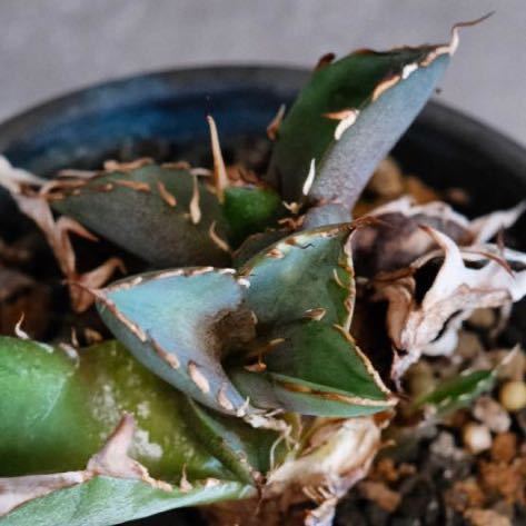 アガベ・チタノタ　ハデス　valiem アガベ チタノタ ハデス Agave Titanota Hades 胴切り子株 台湾産