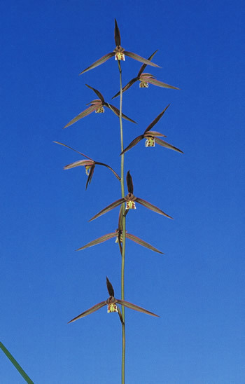 M-３４６：土佐寒蘭・高知県産：登録品：紅風指(べにかざし）