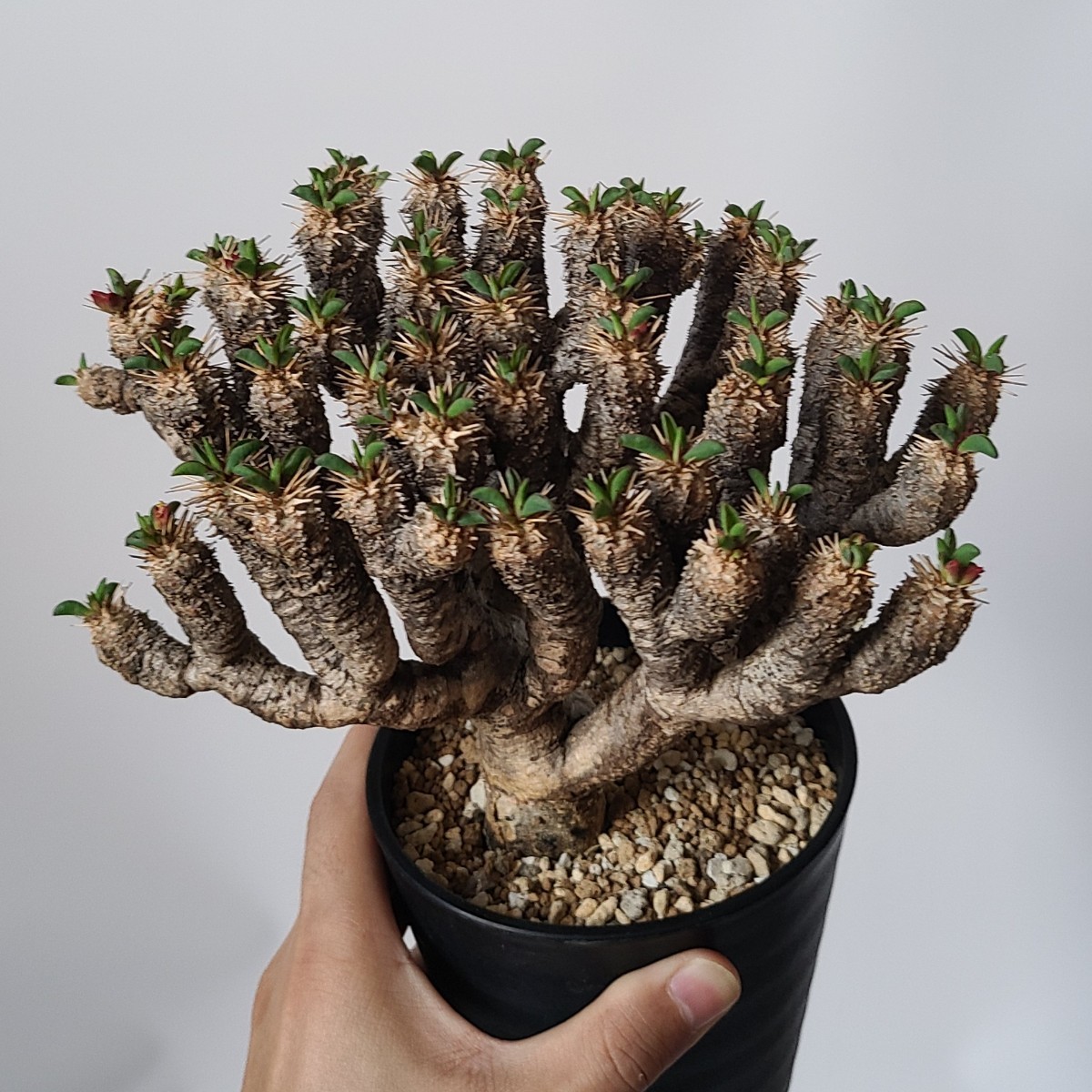 【１円スタート】　ユーフォルビア・ギラウミニアナ　“発根済”　コーデックス　塊根植物　多肉植物