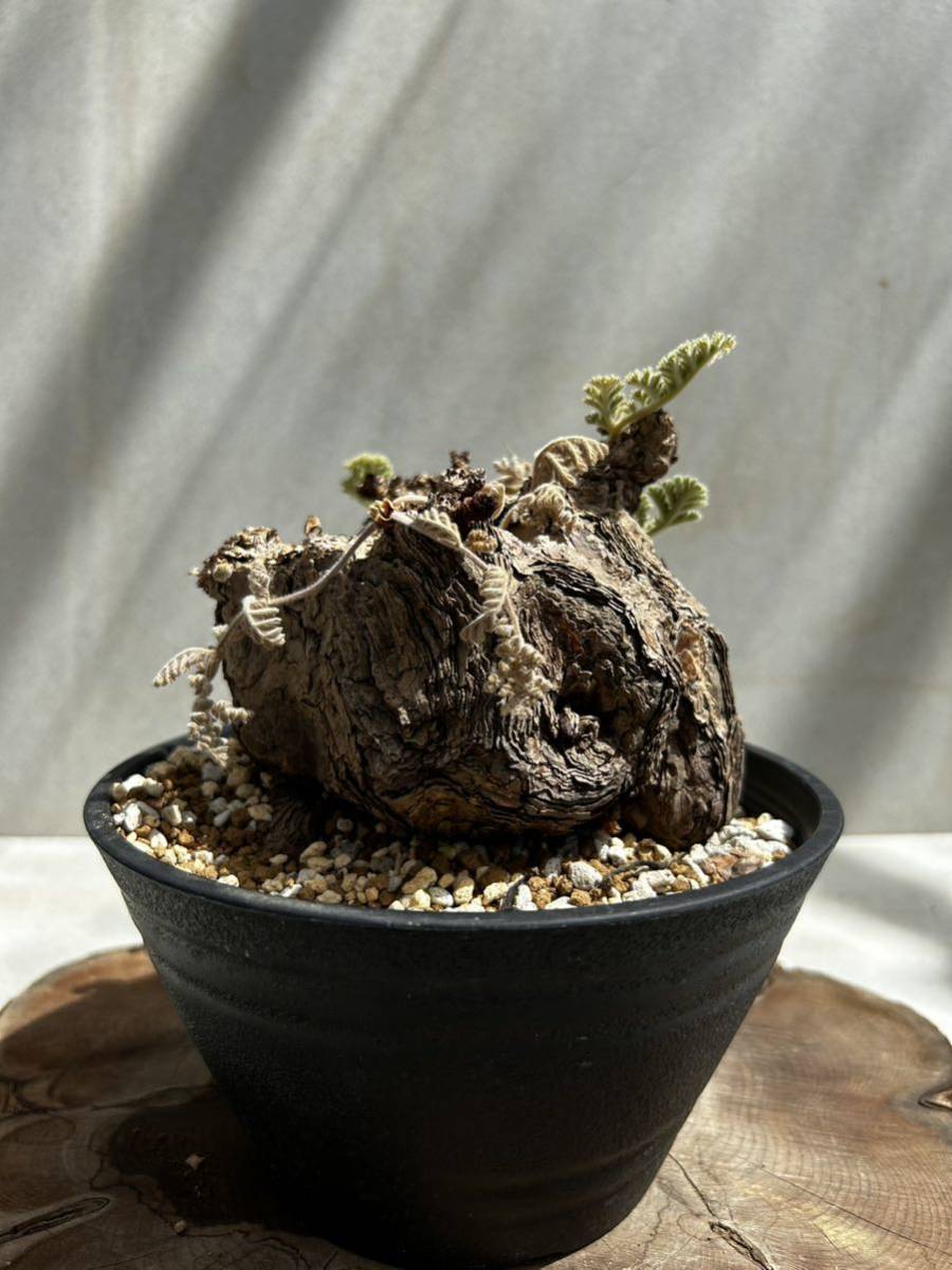 【現地株】ペラルゴニウム　トリステ　特大②