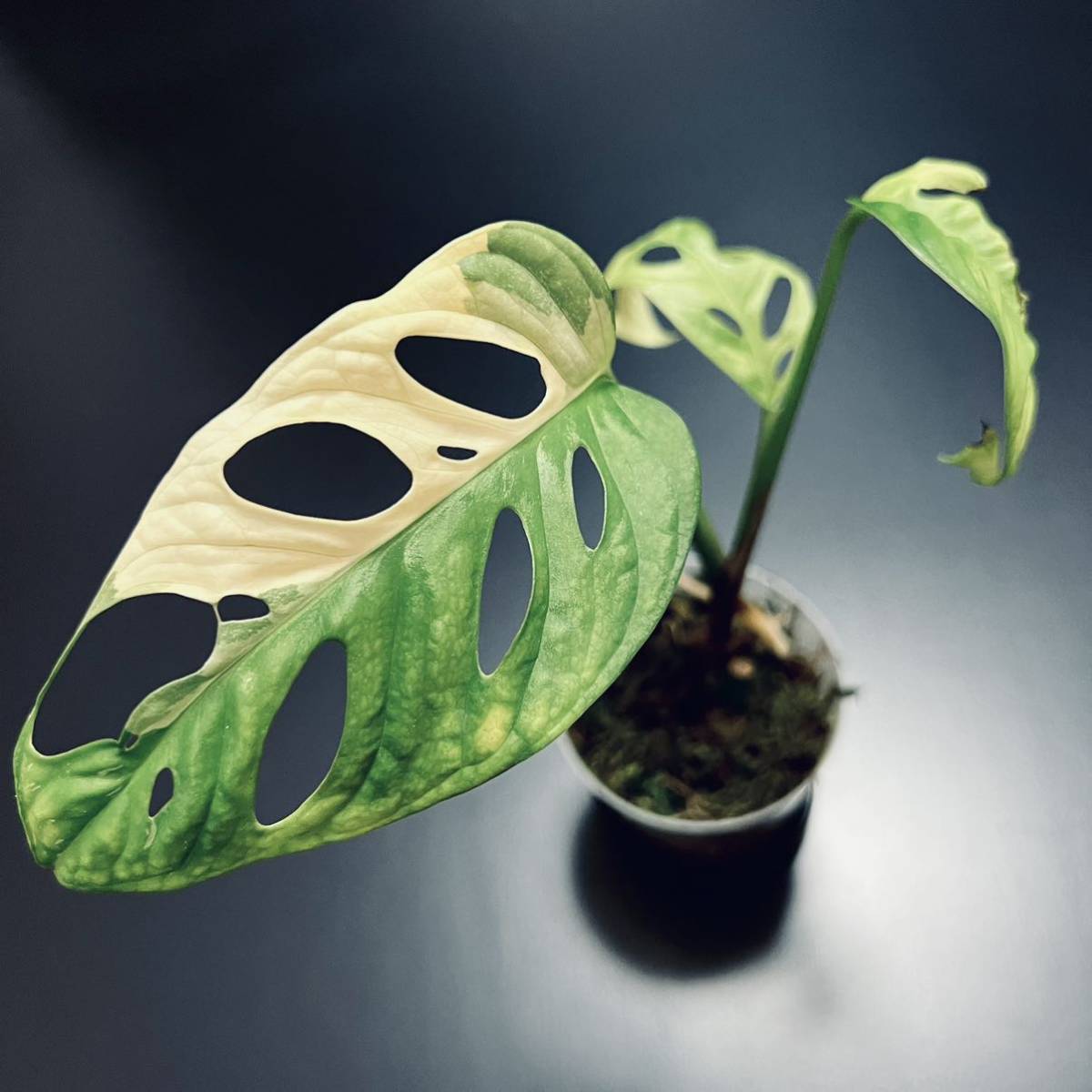 斑入り マドカズラ 】 1 Monstera adansonii variegata モンステラ