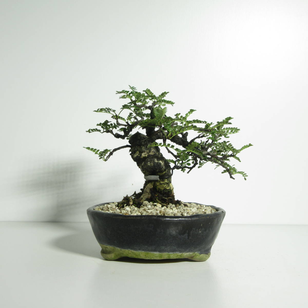 雑木・盆栽 】『 磯山椒 （ イソザンショウ・天梅・テンバイ ）』A-6