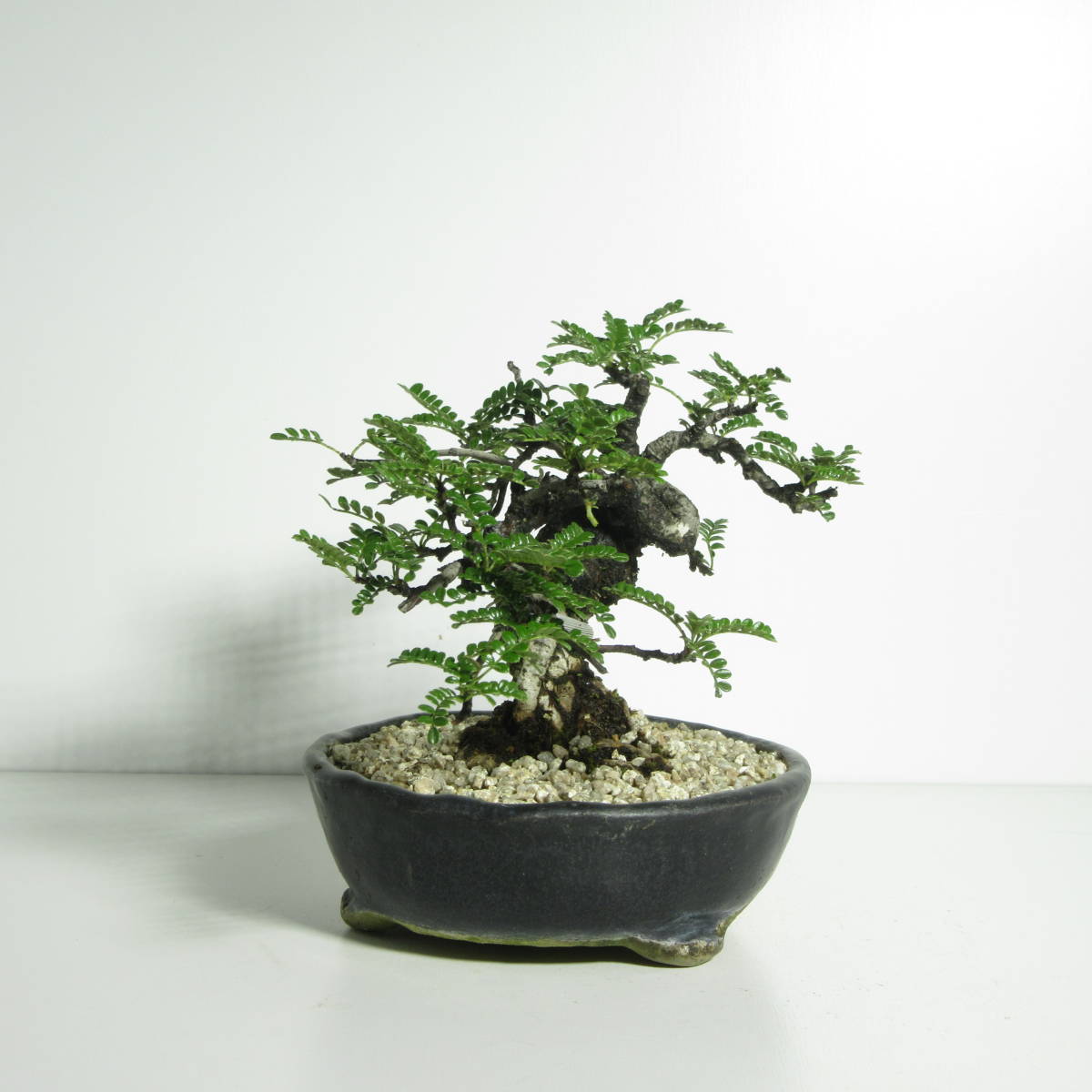 雑木・盆栽 】『 磯山椒 （ イソザンショウ・天梅・テンバイ ）』A-6