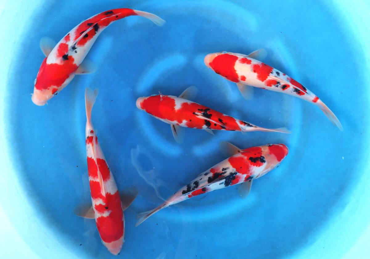 ★坂本屋★Y5111大正三色（5匹セット）、サイズ：24～26cm、性別：不明、2022年産