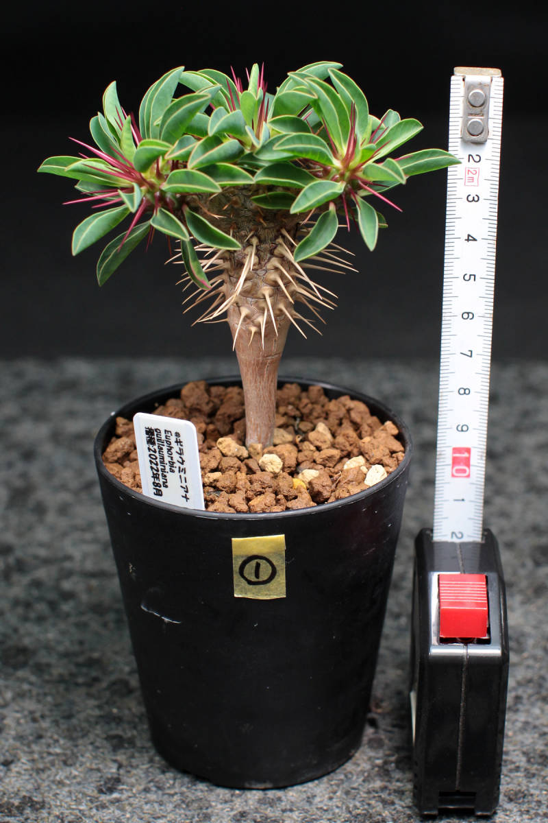 ユーフォルビア ギラウミニアナ① Euphorbia guillauminiana