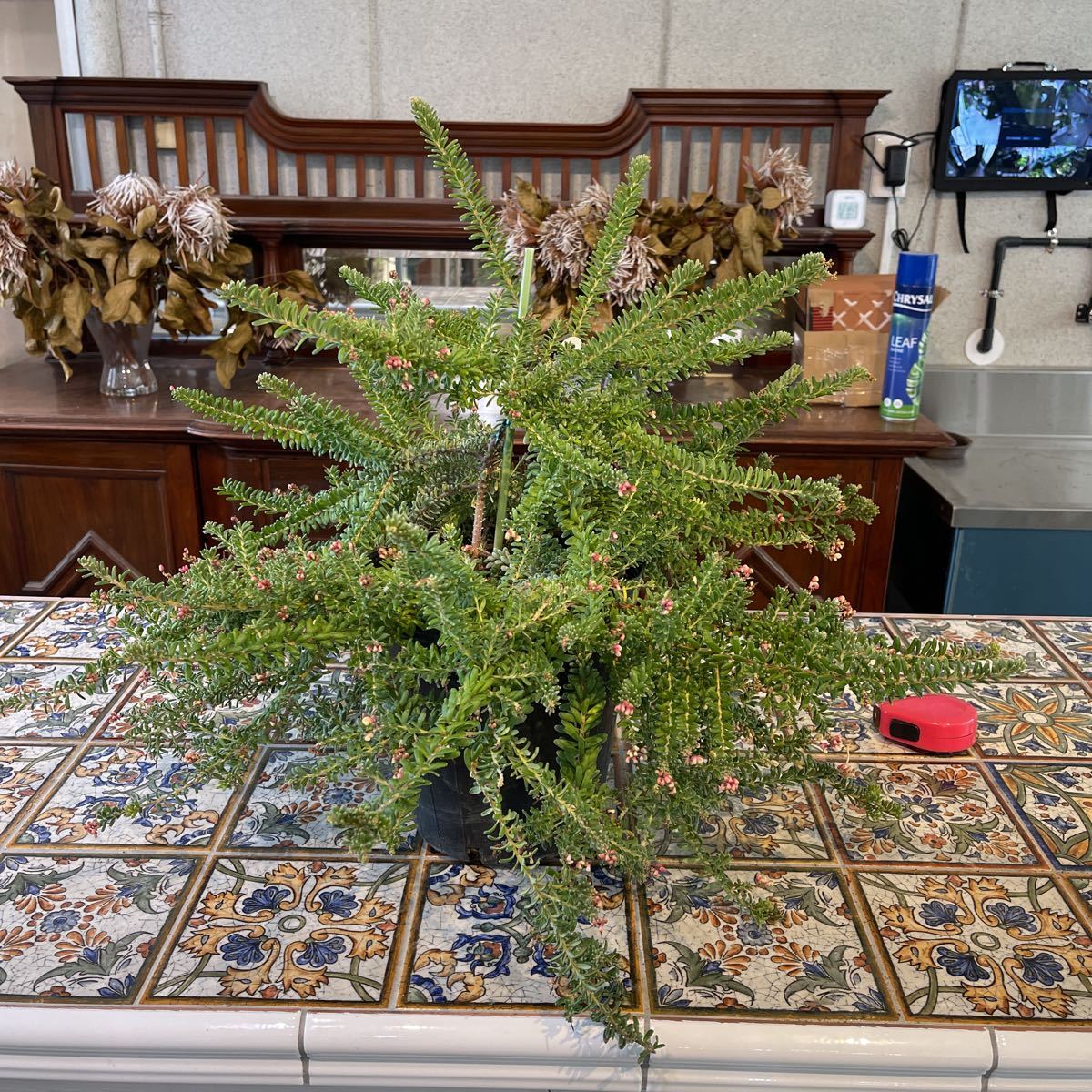 グレビレア　ラニゲラ　タンボリーサ　7号ポット　鉢底から約50cm