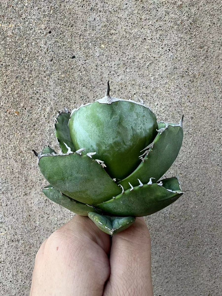 純血ジャガーノート　親株　【OSP産】 純血ジャガーノート 親株 【OSP産】 アガベ ジャガーノート Agave