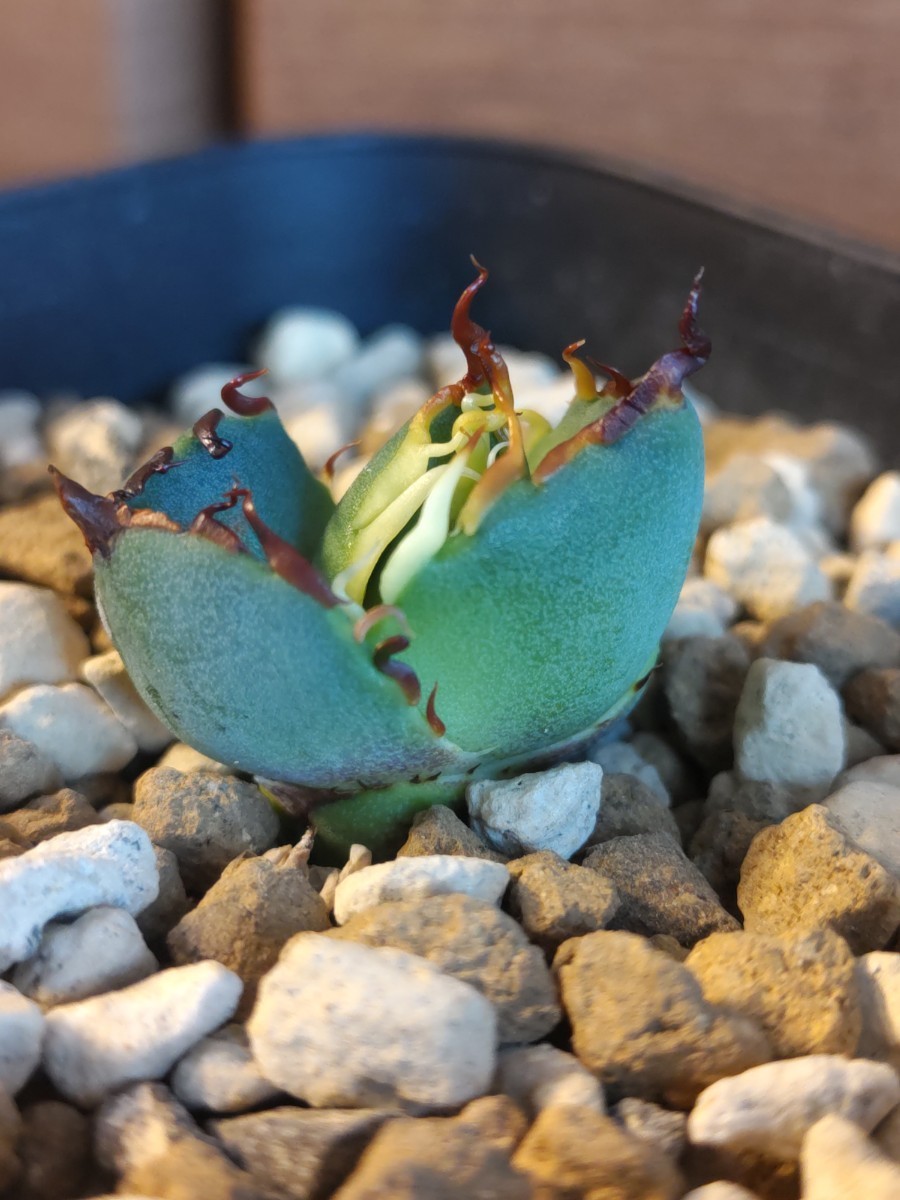 アガベ ハデス 天芽子株 検 チタノタ オテロイ インフェルノ ムチムチ