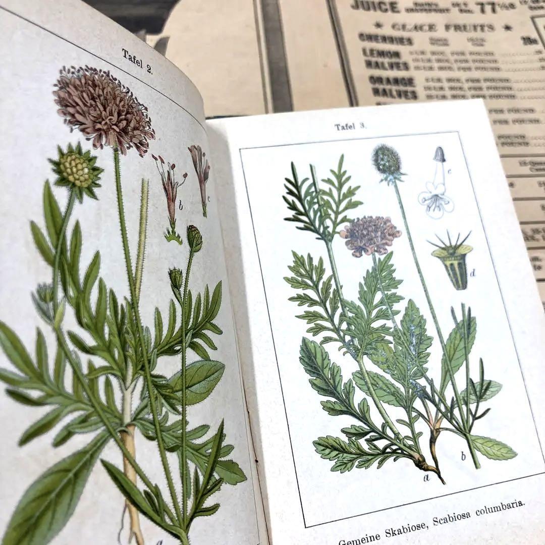 J.Sturm Flora von No.1 ドイツ アンティーク植物図鑑 石版画 植物解剖