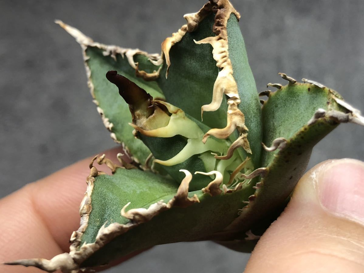 【アガベ-シーザー(本物)胴切り子株/ウネリ凶暴鋸歯】FO-076・チタノタ・オテロイ・白鯨・スーパーチタノタ・南アフリカダイヤモンド