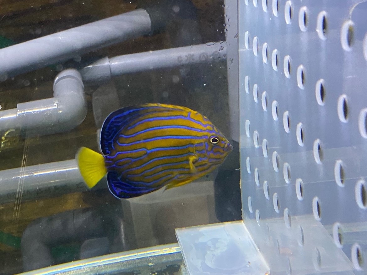 １円～丹後の天然近海 海水魚 飼ってみませんか？ キンチャクダイ　幼魚 １匹 ６～７cm程度 餌付け済　死着保障あり
