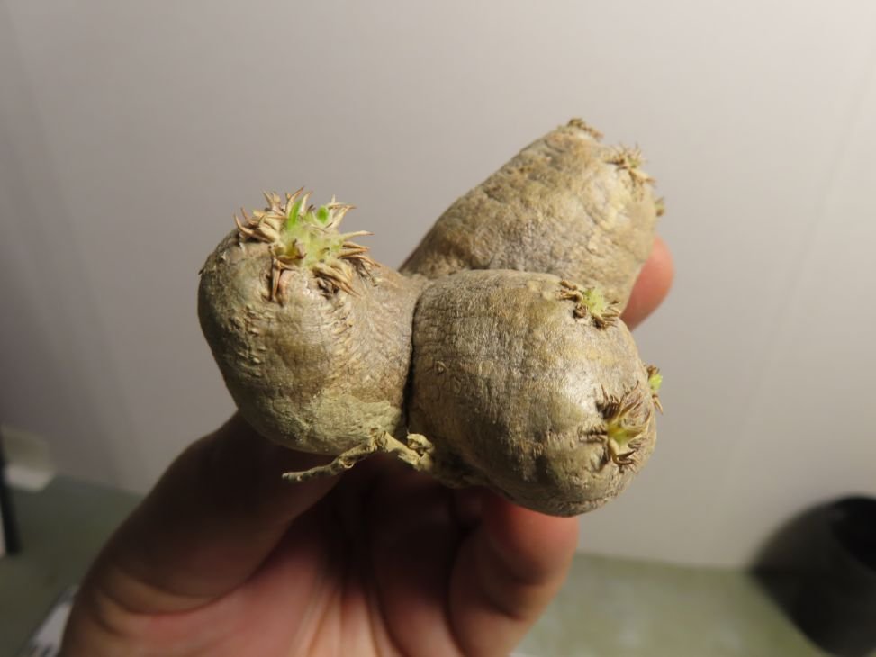 初期型 マルシン ワルサーP38スチール製ベルリン1963刻印ホルスター