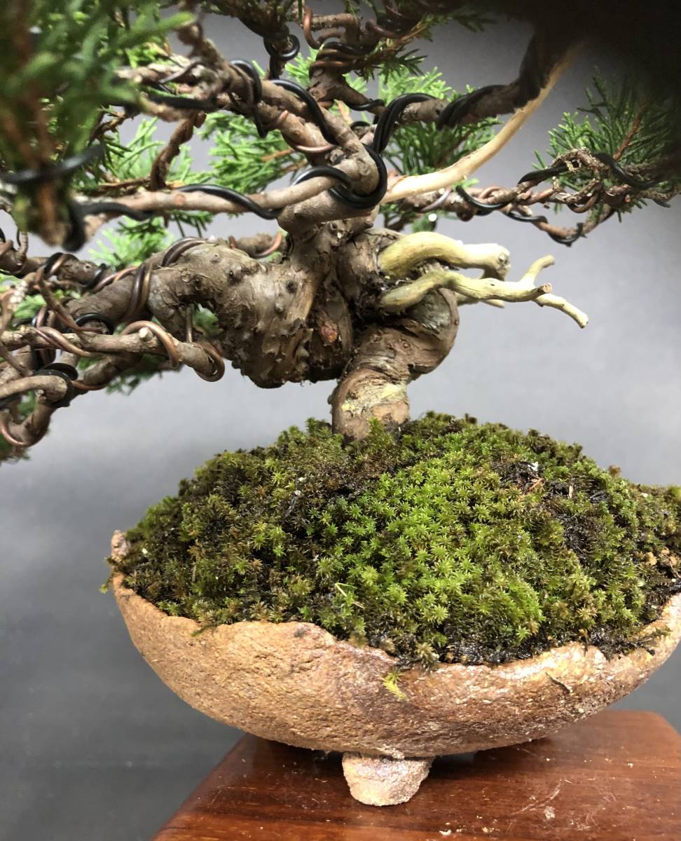 糸魚川真柏】、小品盆栽、捻転、ジン、シャリ、上下16cm。 【公式通販】