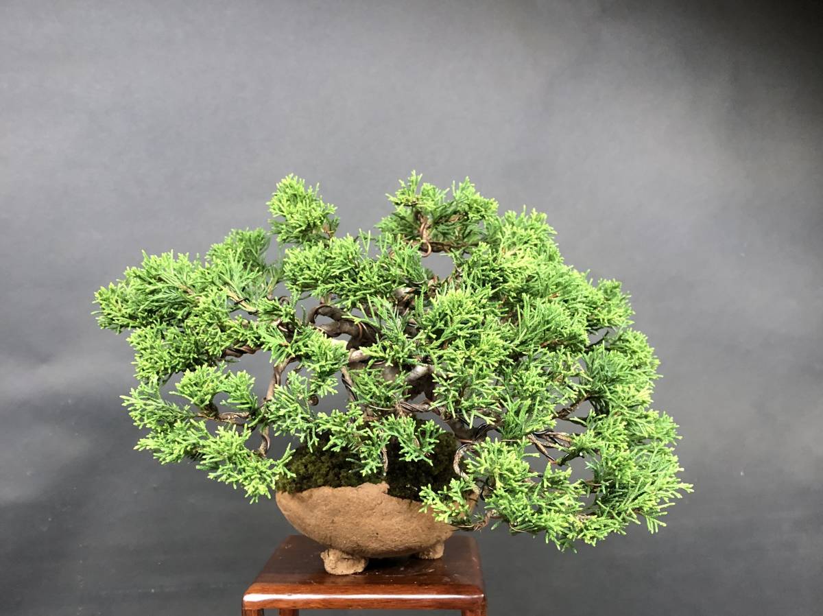 糸魚川真柏】、小品盆栽、捻転、ジン、シャリ、上下16cm。 【公式通販】