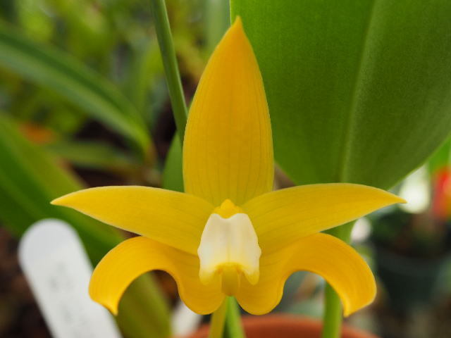 08/24 Bulb.claptonense aureum 'Daisen'(OG) 洋蘭 バルボフィラム
