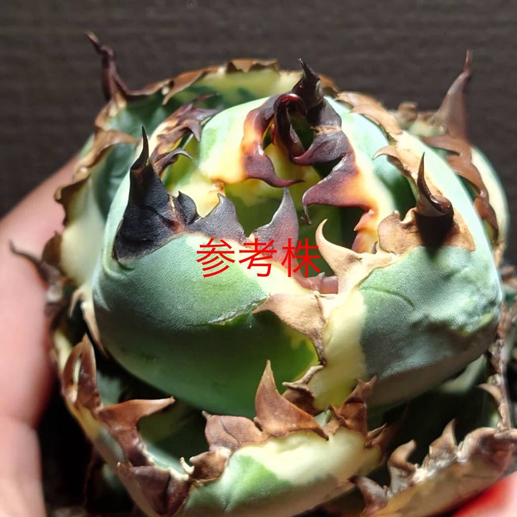 アガベ チタノタ BB錦 白覆輪斑 ブラックアンドブルー錦 発根済み