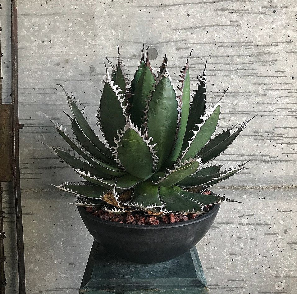 成長記録胴切りホリダ(天)・胴切り～発根まで KAI plants アガベ