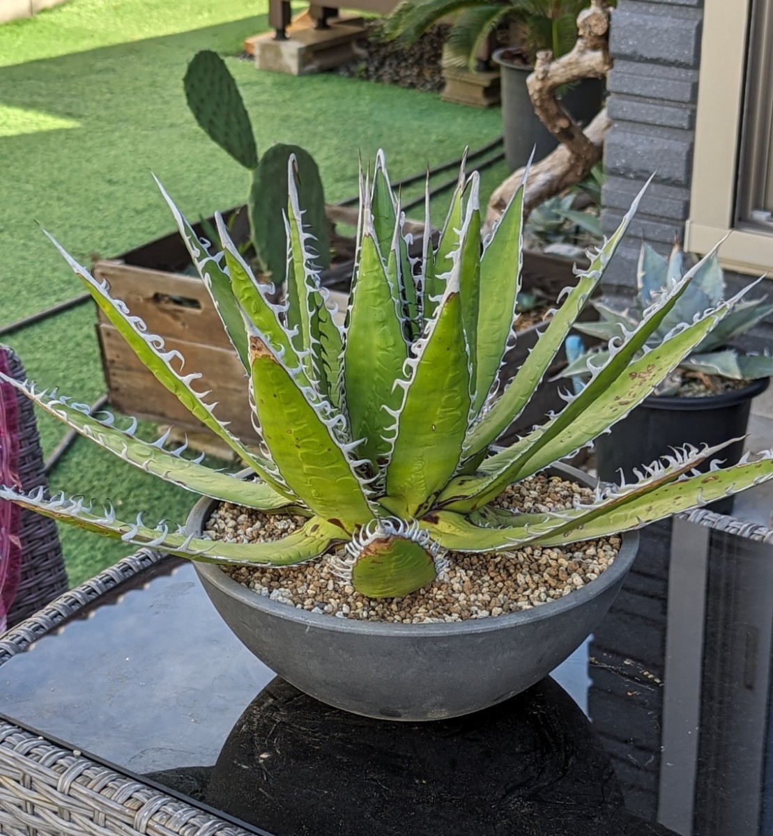 成長記録胴切りホリダ(天)・胴切り～発根まで KAI plants アガベ