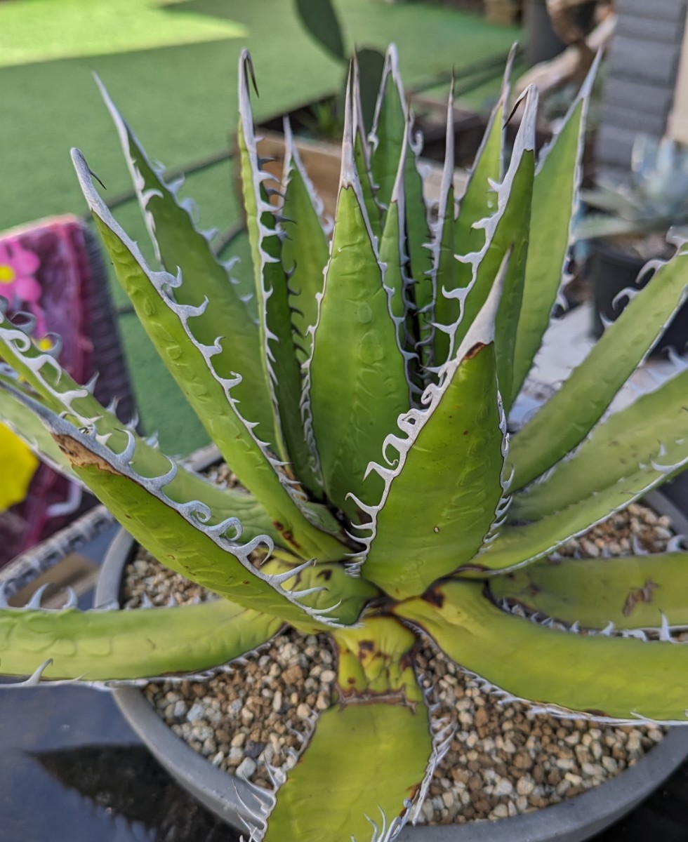成長記録胴切りホリダ(天)・胴切り～発根まで KAI plants アガベ